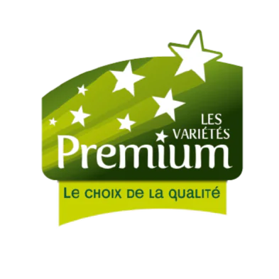 Logo Premium