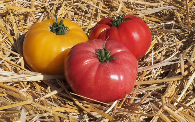 tomato-buffalosun-f1-4.jpg