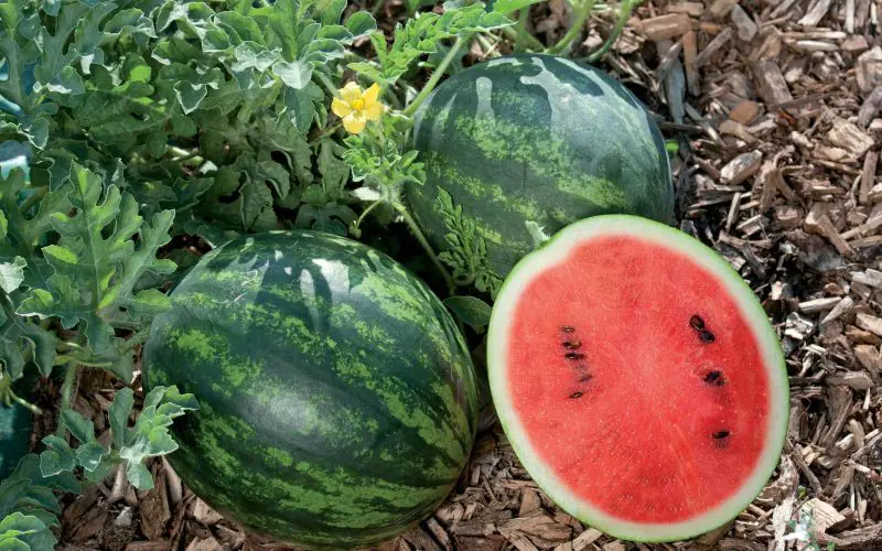 watermelon-minilove-f1-1.jpg