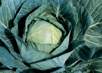 cabbage-sir-f1-1.jpg