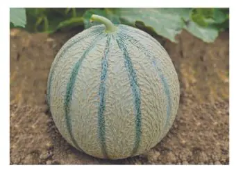 melon-edgar-f1-1.jpg