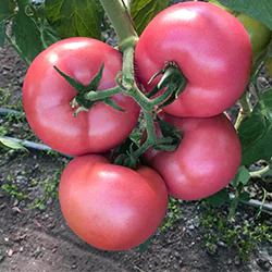 Honey Moon tomate charnue rosée et résistante au Mildiou