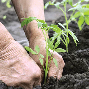 Plant de tomate après plantation dans les jardin de la Bohalle