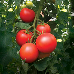 Photo de la variété PAOLINE, tomate ronde résistante au mildiou