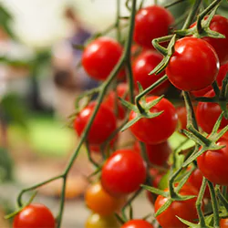 Picture of Crokini, the cherry tomato blight resistant