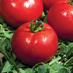 FANTASIO sur plant, une tomate avec de beaux fruits ronds