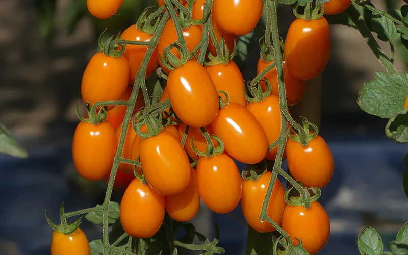 tomato-tutti-sun-1-f1.png
