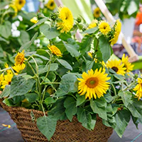picture of Sunflowers in a basket
