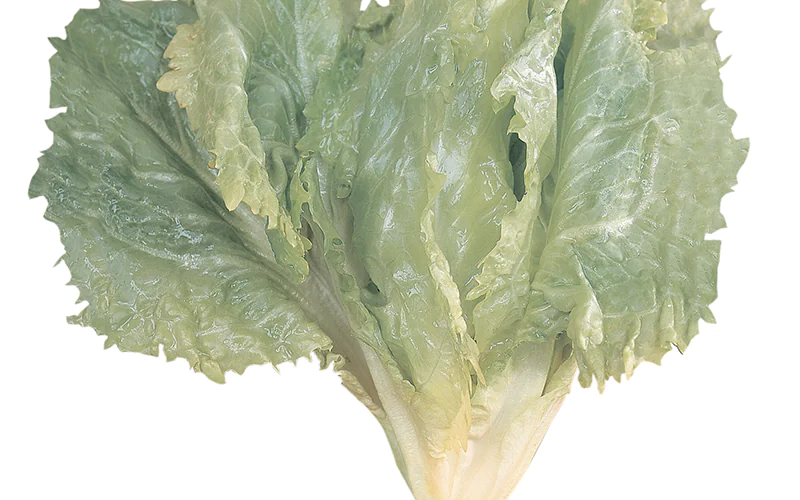 chicory-cornet-de-la-loire-1.png
