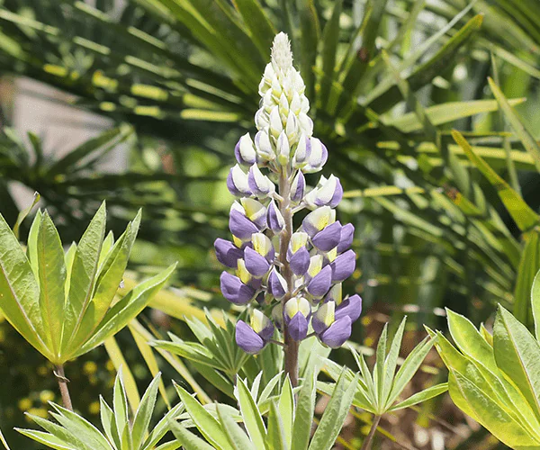 Picture lupin bicolor yellow and blue