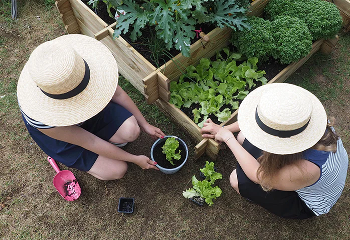 Deux personnes vues de haut avec un chapeau, plantent des variétés de laitue