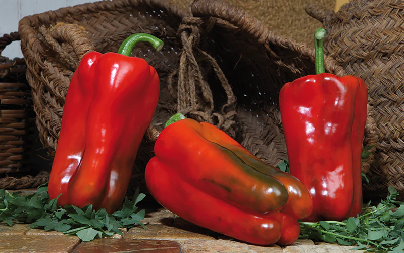 pepper-lamuyo-1.png
