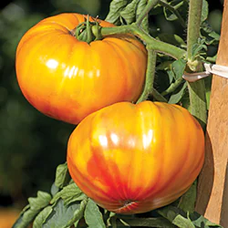 Tomate Clause Buffalosun avec une couleur jaune flammée