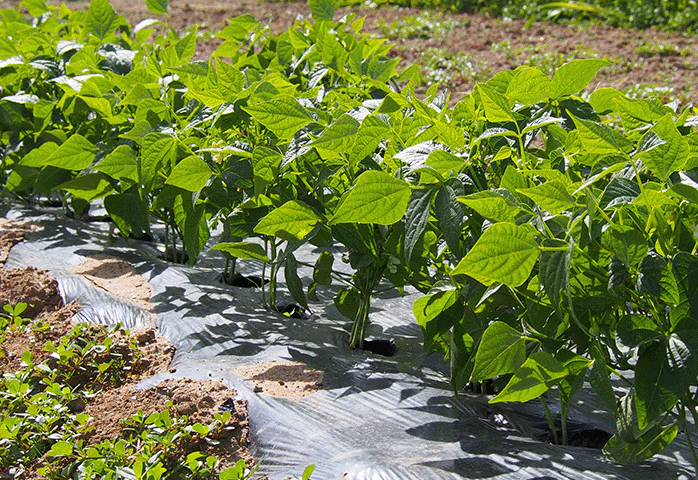 jardin de la Bohalle 2025, photo de plant mature