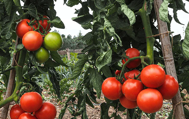 Tomate Paoline, ronde, visible sur plant