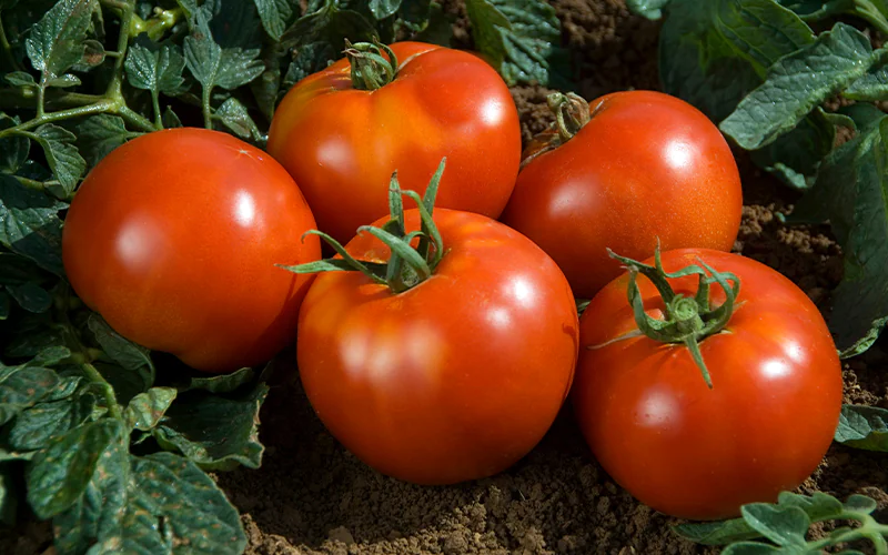 tomato-fandango-1.png