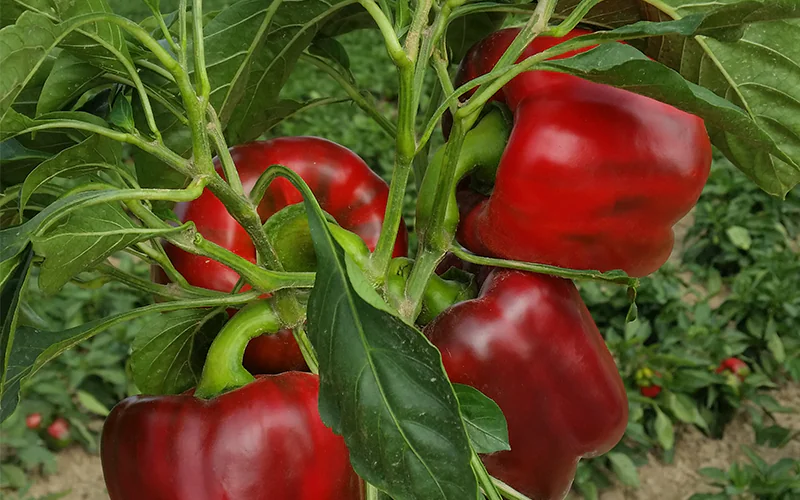 peppersweet-chouca-f1-1.png