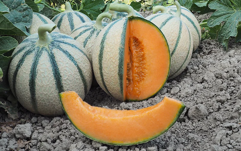 melon-vendome-1.png