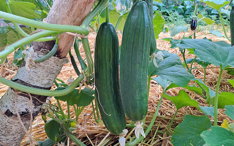 cucumber-ballistic-f1-1.png