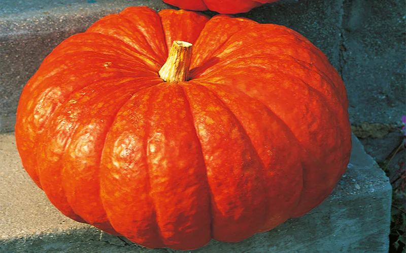 pumpkin-rouge-vif-estampe-1.png