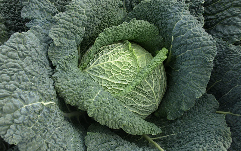 cabbage-rigoleto-1.png
