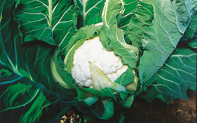 cabbage-aviso-1.png