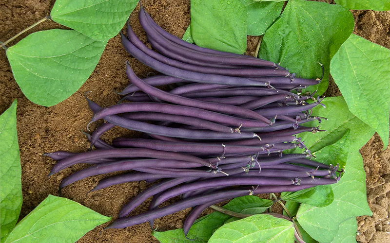 bean-amethyst-2.png