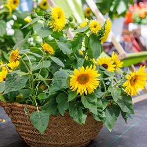 Photo de fleur soleil HM.CLAUSE HOME GARDEN