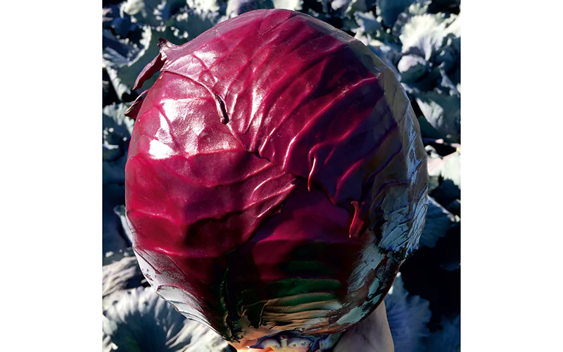 cabbage-redguard-1.png