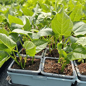 Photo du plant de la variété HM.CLAUSE HOME GARDEN de haricot Pike