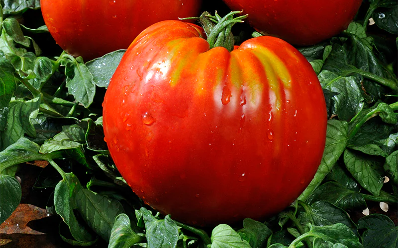 tomato-cuordibue-1.png