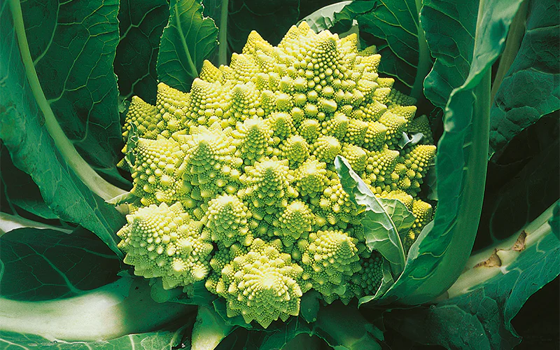 cabbage-navona-1.png
