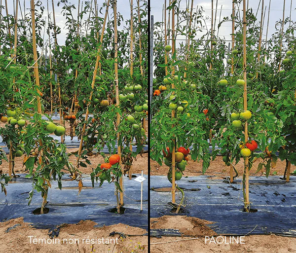 Représentation de deux plants de tomate, l'un avec témoin non résistant et l'autre PAOLINE, résistante au mildiou
