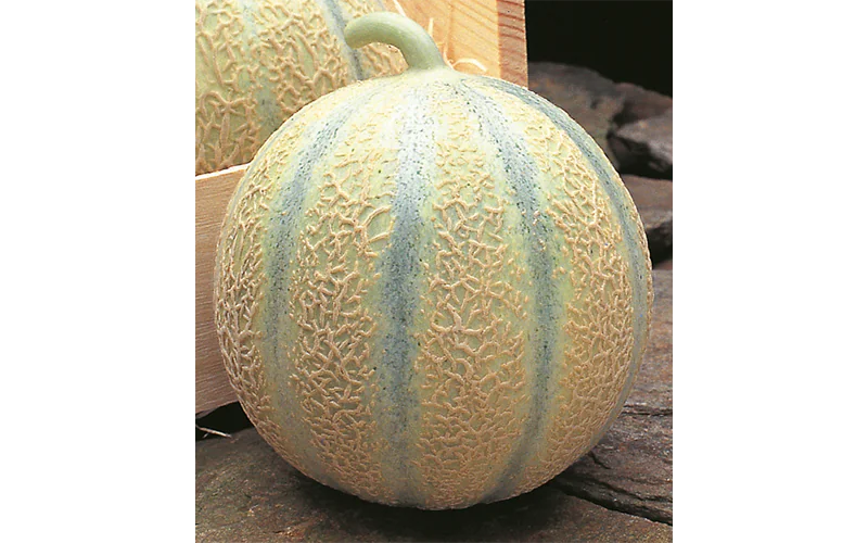 melon-diego-1.png