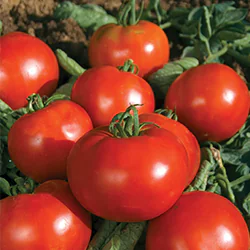 Picture of Pyros variety, the reference of round tomato