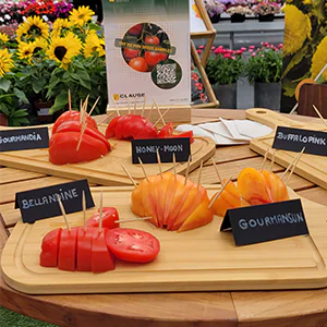Tasting of HM CLAUSE tomatoes at Flower Trials