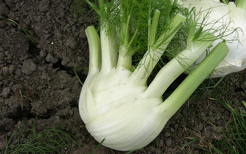 fennel-bellotto-1.png