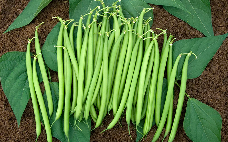 bean-bonus-1.png