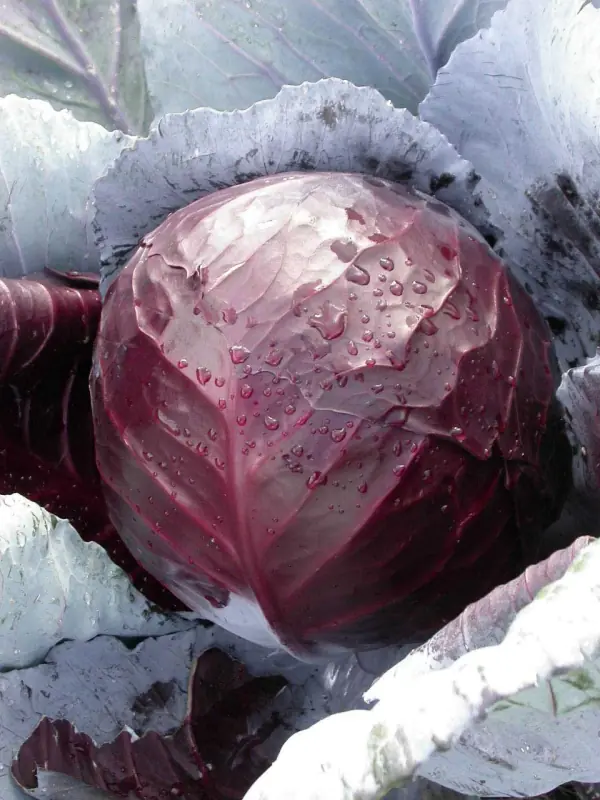 cabbage-redsky-f1-2.jpg