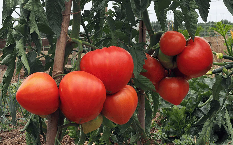 tomato-diamandia-f1-2.png
