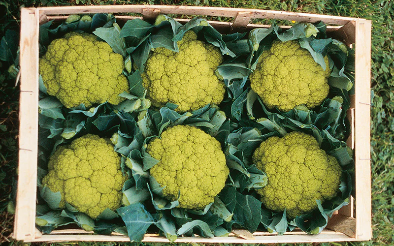cabbage-trevi-2.png