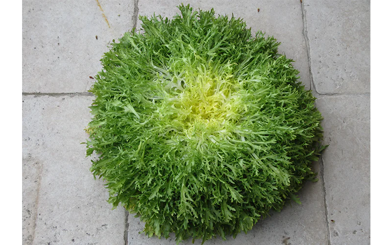 chicory-kassy-1.png