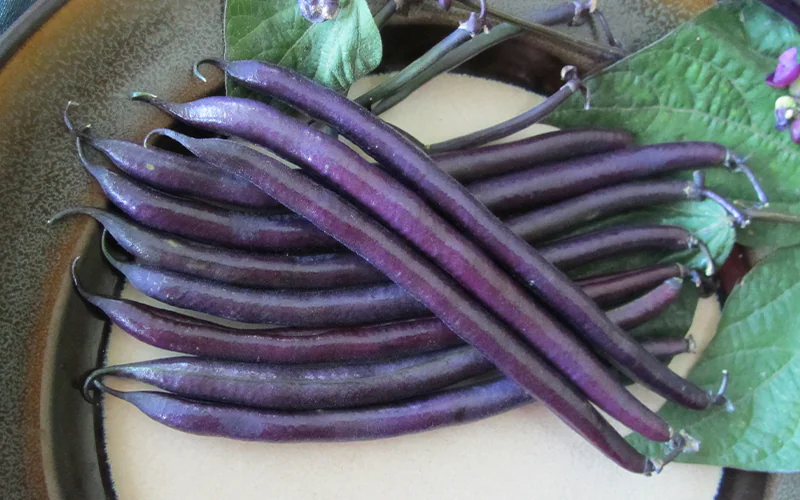 bean-amethyst-1.png