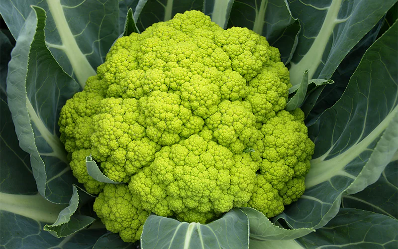 cabbage-trevi-1.png