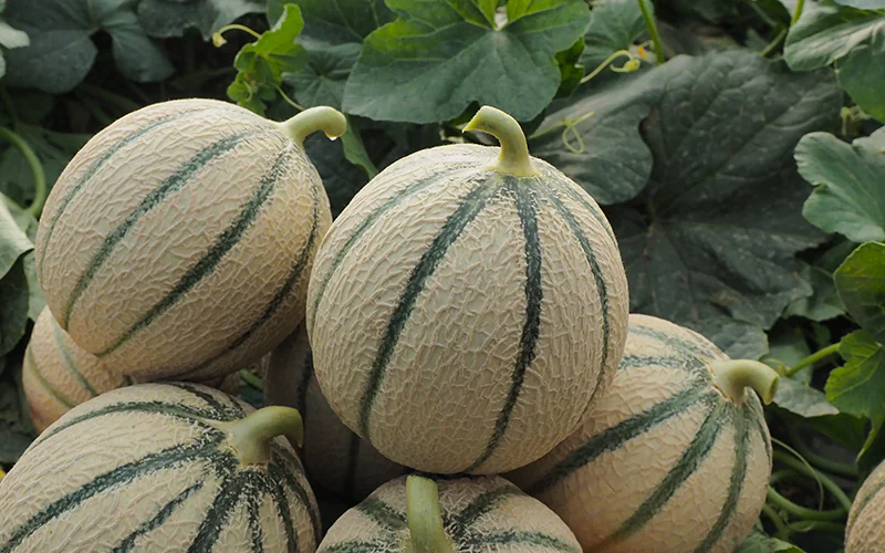 melon-vendome-2.png