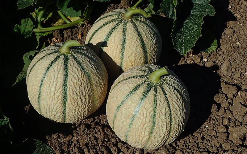 melon-vendome-3.png