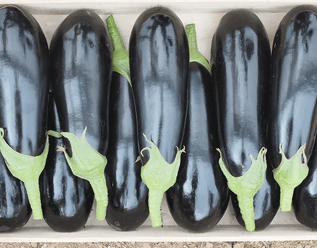 Kazimir, la nouvelle aubergine gamme premium de Clause Home Garden. Plusieurs fruits sont dans une caisse en bois.