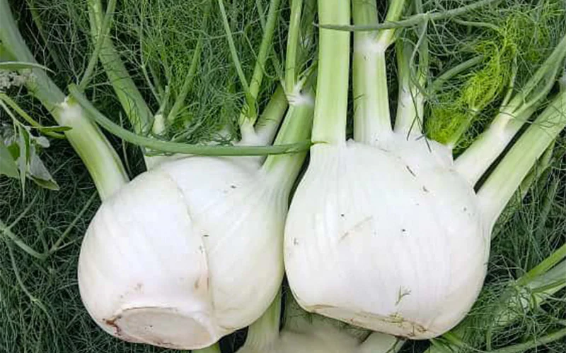 fennel-bellotto-2.png
