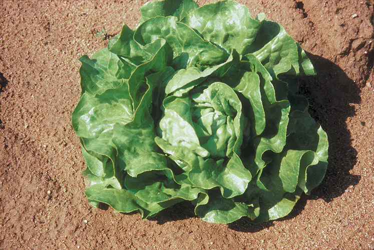 lettuce-novappia-1.jpg