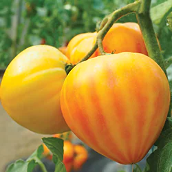 GOURMANSUN F1, fruit of this ananas type heart tomato blight resistant